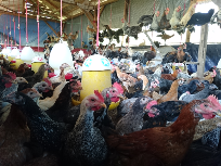 Ayam Kampung Asli