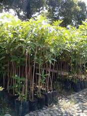 jual pohon palem kuning dll.