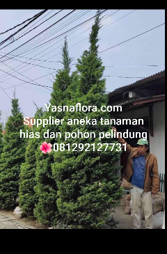 jual pohon cemara afrika 08.12.92.12.77.31