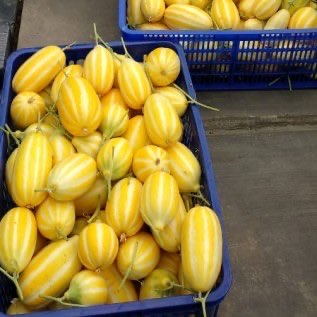 melon korea