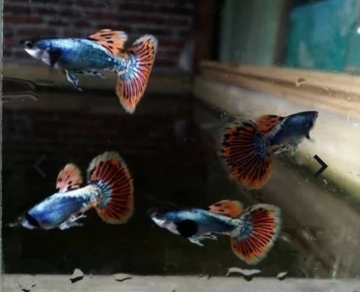 ikan hias