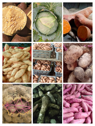 jual ubi jalar berbagai jenis