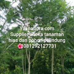 jual pohon jacaranda 08.12.92.12.77.31