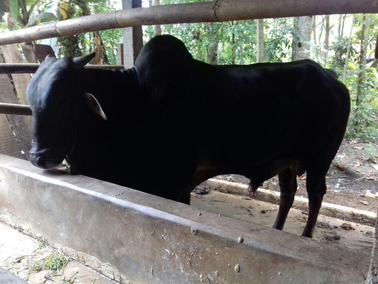jual sapi potong