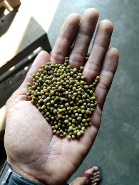 jual-beli kacang kecambah impor area jawa timur