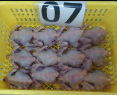 tkarkas ayam potong