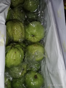 jambu kristal