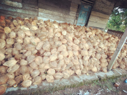 Kelapa Tua