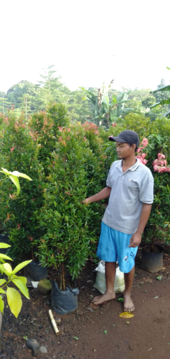 jual pohon pucuk merah