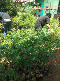 jual pohon soka singapore 