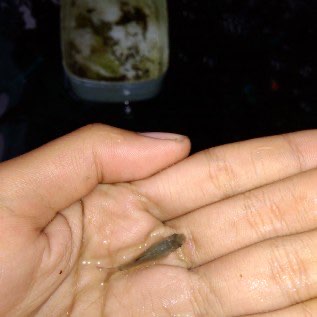 Ikan terapi (garra ruffa)