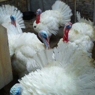 Dijual Kalkun Putih/White Holland dari Usia Anakan sampai Indukan