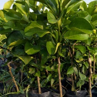 Bibit Jeruk Pamelo Merah 