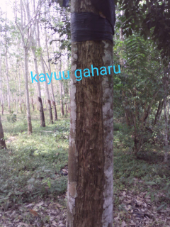 Kayu Gaharu sumatera