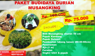 paket bibit durian dan budidaya