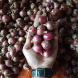 bawang merah