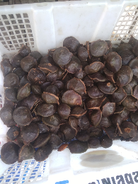 Jengkol Tua