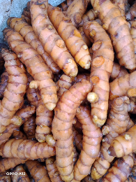 dijual kunyit partai besar dengan kualitas terbaik ,besar super