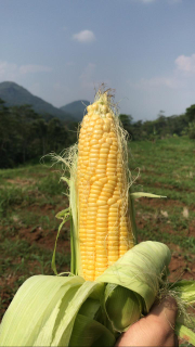 Jagung Manis Paragon