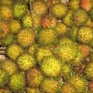 bibit rambutan rapiah kualitas super hasil buah melimpah menguntungkan