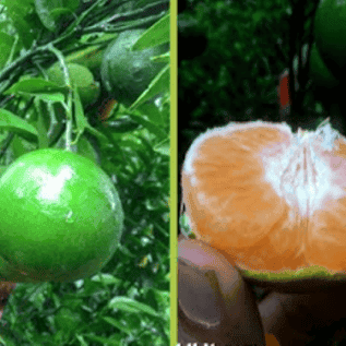 bibit jeruk chokun rasa buah yang manis 