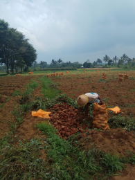 berbagai jenis ubi