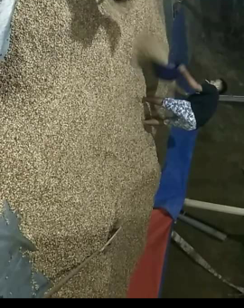 Dijual Kapulaga kualitas export