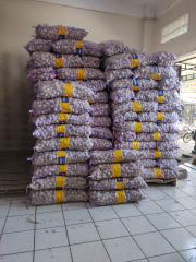 bawang putih kwalitas terbain