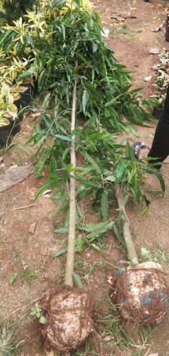 jual palem merah 