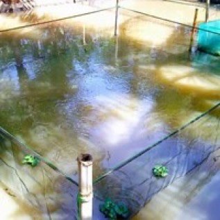 Waring Ikan Untuk Pagar Tambak Di Sungai