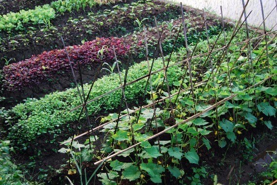 Disewakan tanah kebun sayuran organik 