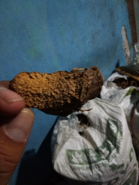 nampu kering, temulawak kering