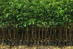 jual pohon pandan kuning 