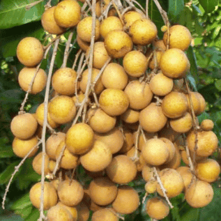 bibit kelengkeng puangray kualitas super hasil buah melimpah menguntungkan
