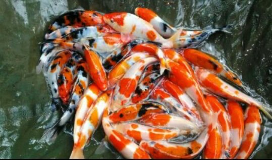 bibit ikan koi
