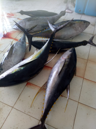 ikan dan lobster