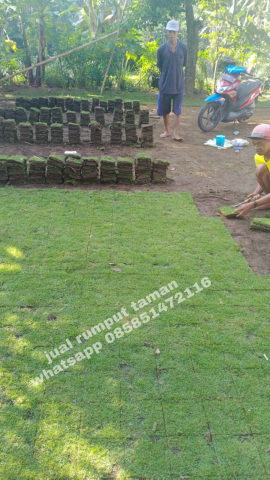 harga rumput jepang jember harga rumput taman jember kwalitas no 1