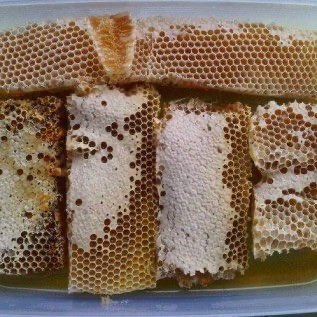 Jual madu alam + sarang