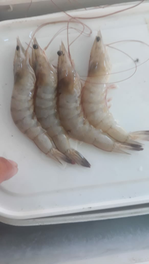 Udang Vaname