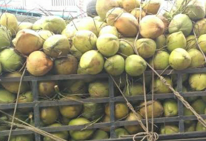 kelapa muda