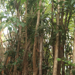jual pohon bintaro 