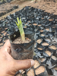 bibit umbi porang