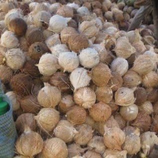 Jual kelapa tua