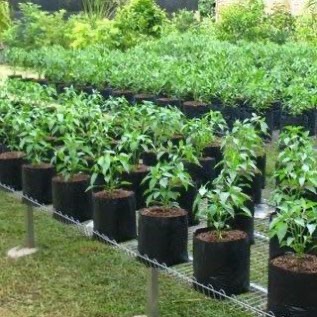 Polybag KW Biasa lebar 10-60cm Tahan Lama