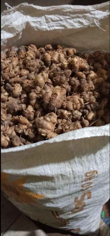 kencur konsumsi