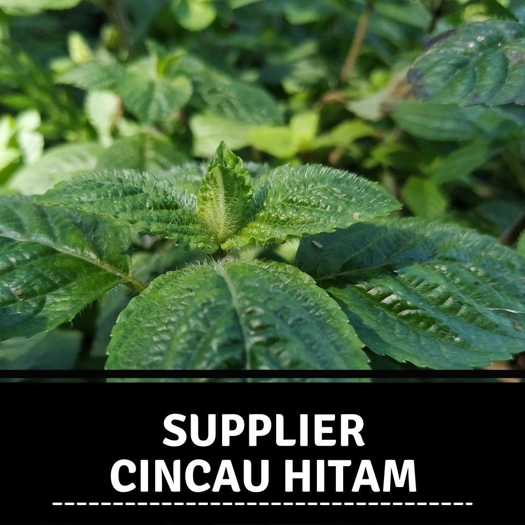Supplier Cincau Hitam Di Humbang Hasundutan Terjamin Kualitasnya