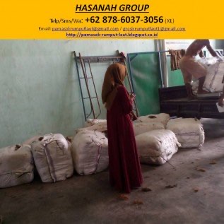 Jual Rumput Laut Cottoni, Jual Rumput Laut Sargassum, Jual Rumput Laut Gracilari