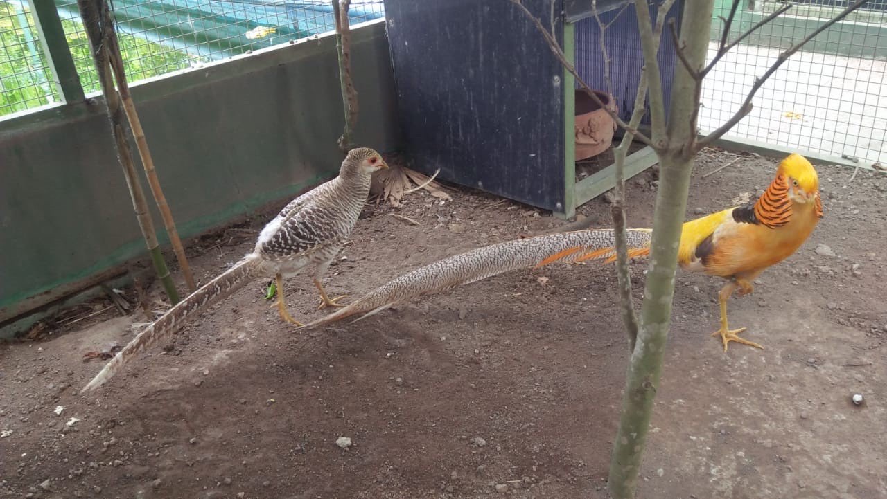 Dijual Yellow Pheasent Usia Dewasa