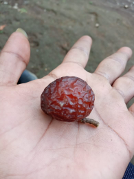 buah klerek/klarak bahan sabun