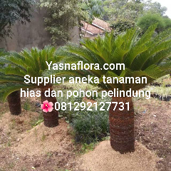 jual pohon palem sikas.08.12.92.12.77.31